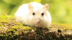 Câți hamsteri trăiesc cum să crească durata de viață